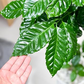 TK様！現品、コーヒーの木※アラビカ　2本入り　今年も花が咲きました！ 楽天市場】PLANCHU 観葉植物 コーヒーノキ アラビカ 5号鉢